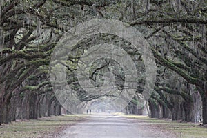 Archway of live oaks