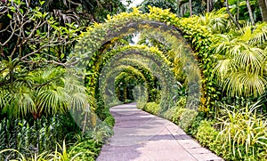 Archway of plants at the Singapore Botanical Gardens