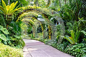 Archway of plants at the Singapore Botanical Gardens