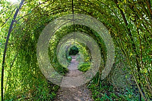 Archway of Trees