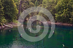 Arco Iris lagoon in the Conguillio National Park. photo