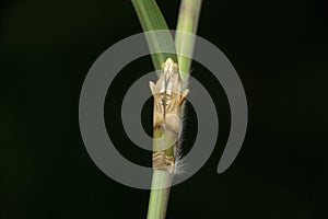 Arcola malloi, formerly Vogtia malloi, snout moth known as the alligator weed stem borer, Satara