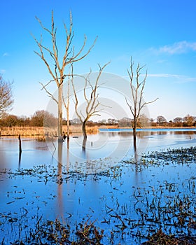 Arcot Pond with Dead Trees