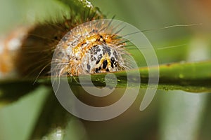 Arctia caja larva Caterpillar photo