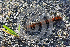 Arctia caja is a moth caterpillar from the female subfamily of the family Erebidae