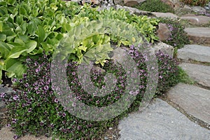 Arctic-Alpine Botanic garden, tromsÃ¸