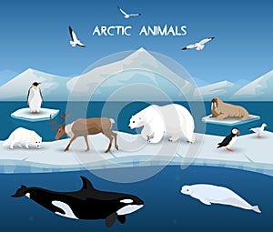 Arctic Animals Character and Background, Winter, Nature Travel and Wildlife