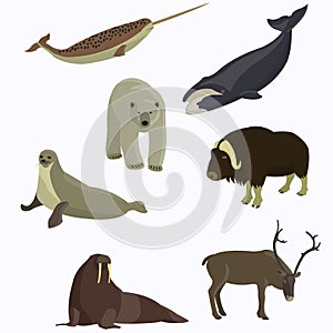 Arctic animals collection.