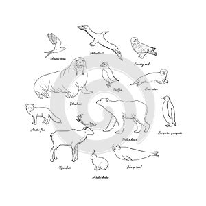 Arctic animals set in circle. Polar mammals and birds line art with walrus, albatross, polar bear, snowy owl, reindeer, arctic fox