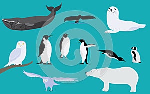 Arctic and Antarctica Animals