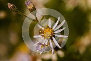 Arctic Aster Wildflowers