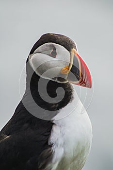 Arctic/Atlantic Puffin on Latrabjarg Cliff, Iceland