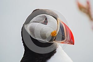 Arctic/Atlantic Puffin on Latrabjarg Cliff, Iceland