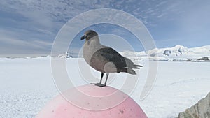 Arctic bird skua on snow winter landscape closeup