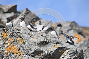Arctic birds (Little auk)