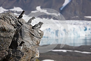 Arctic birds (little auks) over the glacier