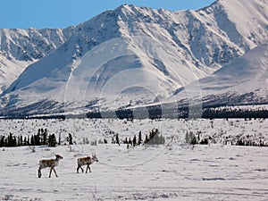 Arctic Caribou in the Alaska Range (Broad Pass)