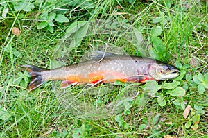 Arctic char captured