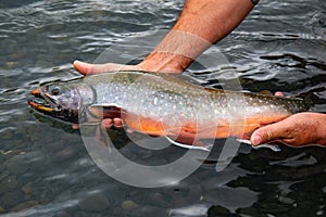 Arctic char caught and released in Alaska