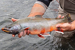 Arctic char caught and released in Alaska