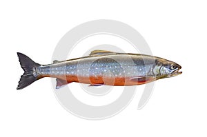 Arctic char fish isolated on white background