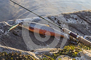 Arctic char fish on river stone. Salvelinus