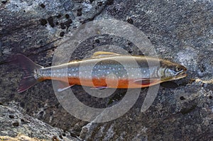 Arctic char fish on river stone. Salvelinus