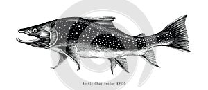 Arctic char hand drawing vintage engraving illustration