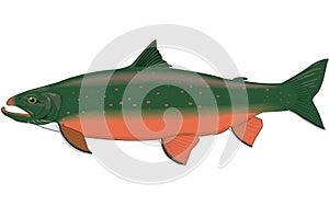 Arctic Char Illustration