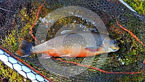 Arctic char in the net.