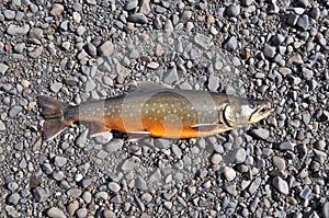 Arctic char river pebbles.