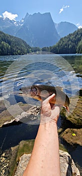 arctic char Salvelinus alpinus