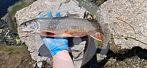 arctic char Salvelinus alpinus