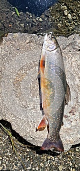 arctic char Salvelinus alpinus