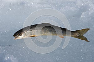 Arctic char Salvelinus alpinus in vinter . northern Norway