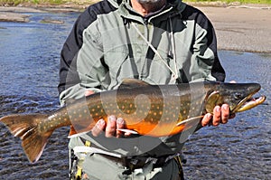 Arctic char trophy fishing.