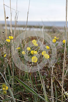Arctic cinquefoil, Potentilla hypartica growing on the tundra, central Nunavut, Arctic Canada