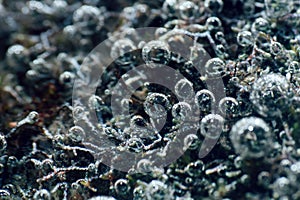 Arctic colony of Nostoc cyanobacteria