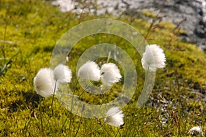 Arctic cotton-grass, Iceland.