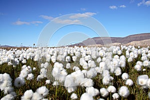 Arctic Cotton Grass Scene