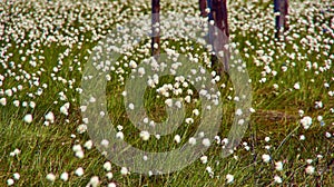 Arctic cottongrass