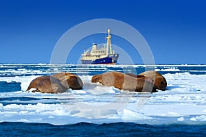 Arctic cruise in ice. The walrus, Odobenus rosmarus, stick out from blue water on pebble beach, blurred boat in background, Svalba