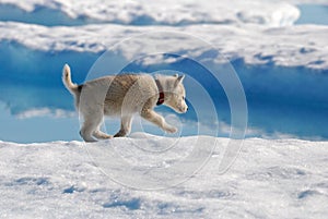 Arctic Explorer photo