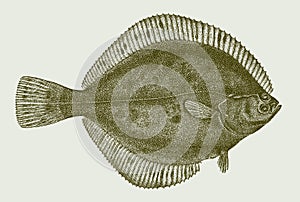 Arctic flounder liopsetta glacialis