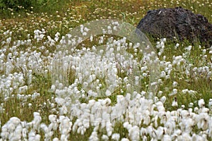 Arctic flower Cottongrass Eriophorum angustifulium in meadow