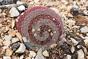 Arctic flowers photo