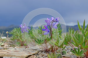 Arctic Flowers photo