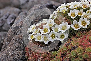 Arctic flowers - Saxifraga cespitosa