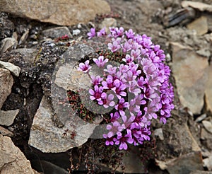 Arctic flowers - SaxifrÃÂ¡ga oppositifÃÂ³lia photo