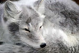 Arctic Fox